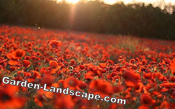 Cultivating gold poppy - Everything about location, soil, watering and fertilizing