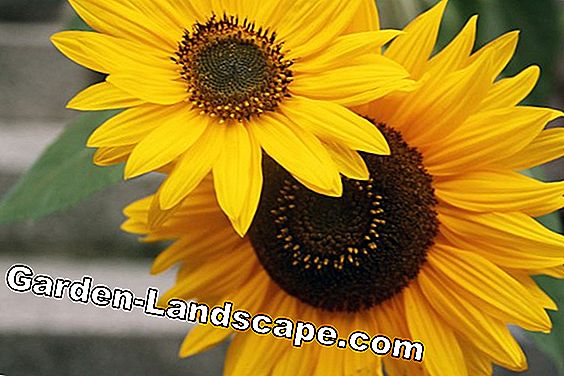 Harvesting sunflower seeds - tips for the right time and optimal storage