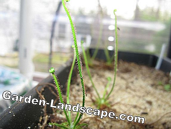 Hibernate Venus Flytrap - How to get the carnivorous plant through the winter