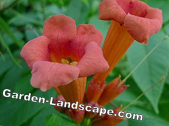 Angel trumpet does not bloom - causes & tips for a beautiful flowerage