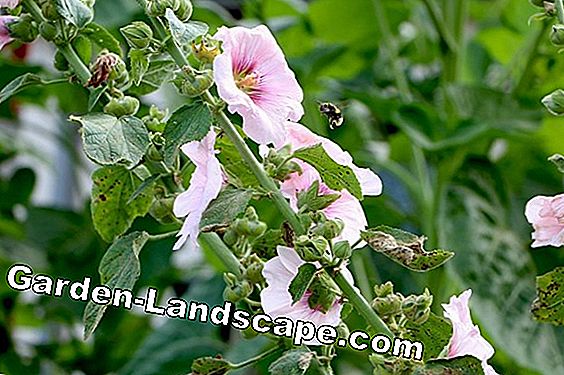 Sowing hollyhocks - You must pay attention to this when sowing