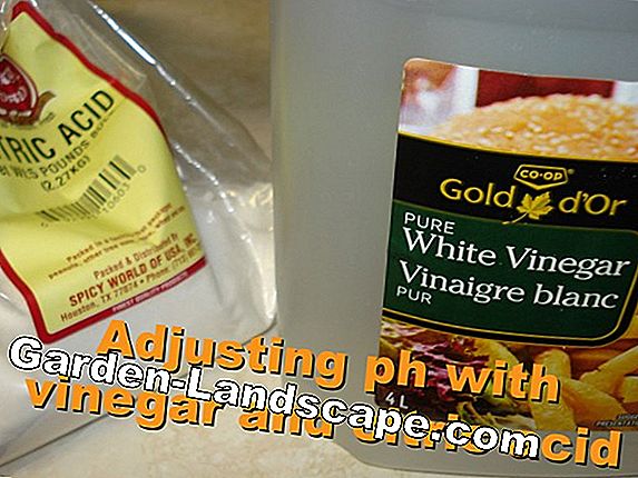 Growing vinegar - How it works with cuttings and root cuttings