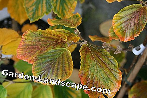 Witch hazel: varieties and their characteristics at a glance