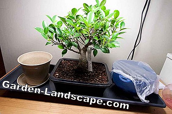Room bonsai - suitable indoor bonsai species + care claims