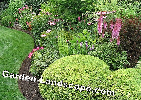 Design tips for an evergreen bed