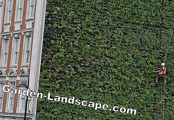 Screen with climbing plants
