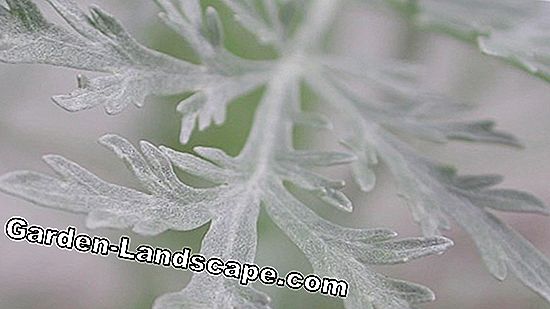 Mugwort, Artemisia vulgaris - Plant & Care