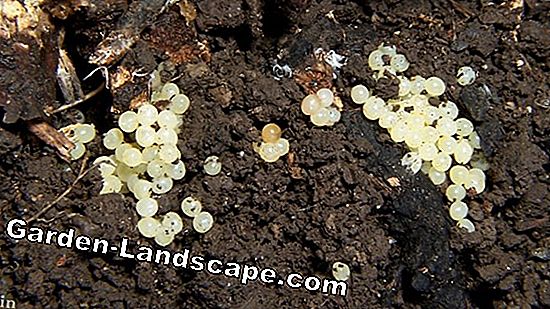 Ranunculus overwinter - tips