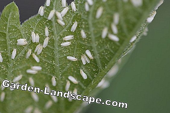 Aphids (lice) on peppers and tomato plants