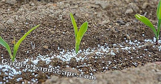 Nitrogen fertilizer for lawn and vegetable garden