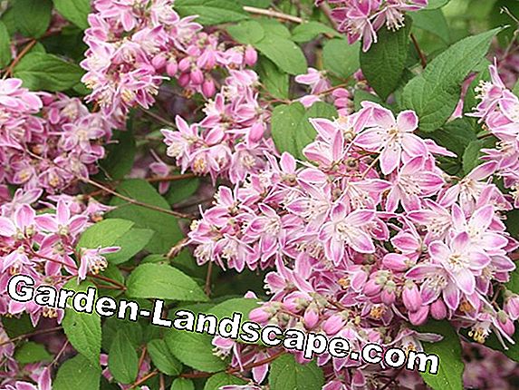 Deutzie cut - when and how the pruning of the Deutzia takes place