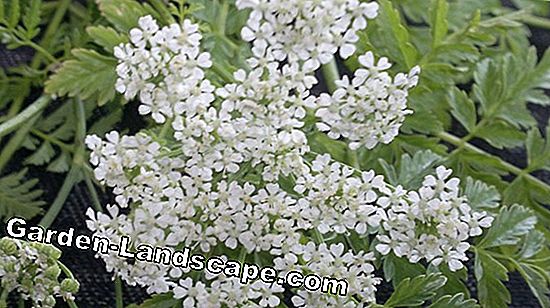 Spotted hemlock - Is the plant poisonous? - combat