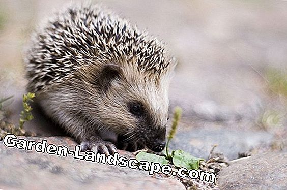 Hibernation with the hedgehog - information about the beginning, duration, body temperature etc.