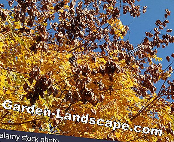 Autumn Saxifrage: The Octoberle