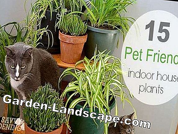 Poisonous plants: Danger for cats and dogs in the garden