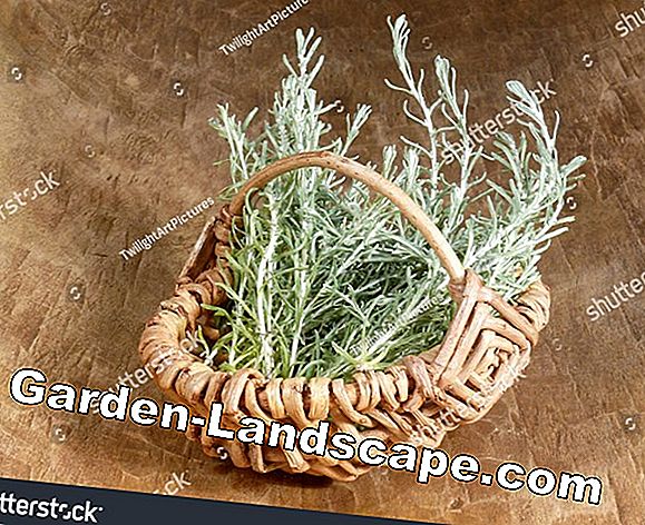 Curry herb, Italian straw flower - care and propagation