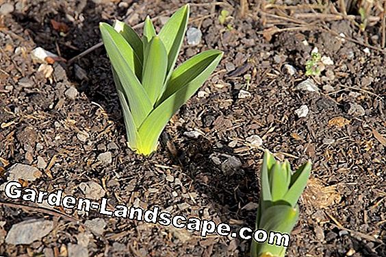 Grow garlic - planting, care and propagation