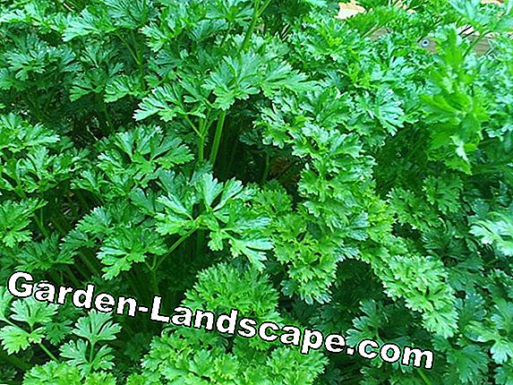 Sow parsley properly, plant and harvest