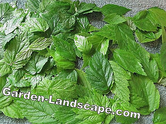 Raspberry leaf tea: Raspberry leaves for tea drying and preparation