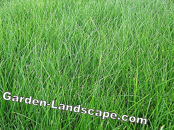Long-term lawn fertilizer - long-lasting effect