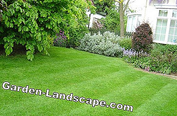Create natural grass - lawn that does not have to be mowed