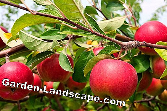 Apple 'Beautiful from Boskoop' - Red winter apple - care and harvest time