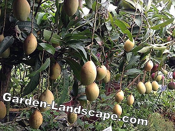 Dwarf fruit tree - everything about the cultivation of dwarf fruit in the garden