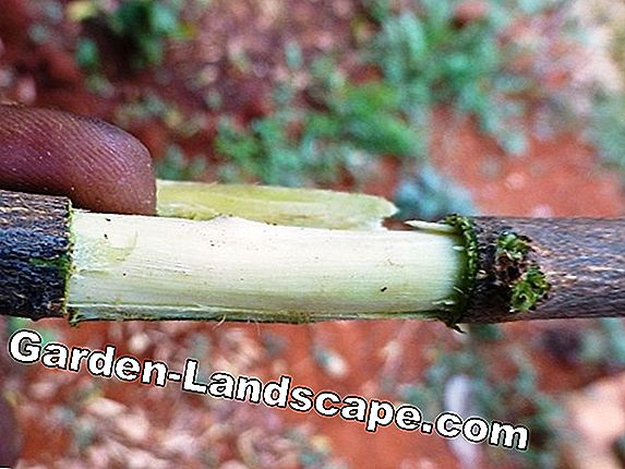 Tips for apple tree cutting