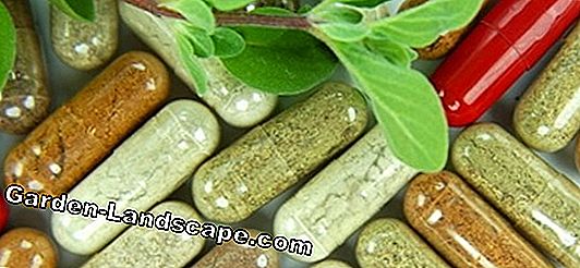 Medicinal herbs, medicinal plants