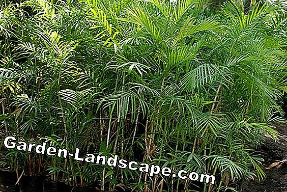 Dwarf Bamboo - Cuidado, corte y variedades