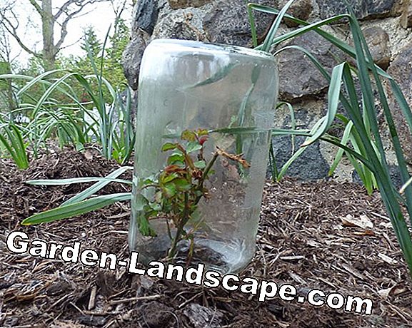 Stem roses - planting, care, refining and wintering