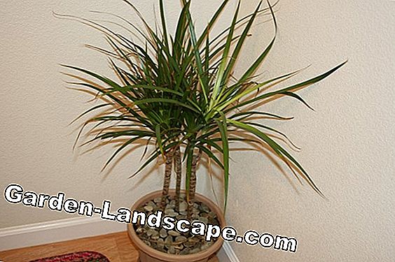 Dragon Palm - Care, cutting, poisonous for cats?