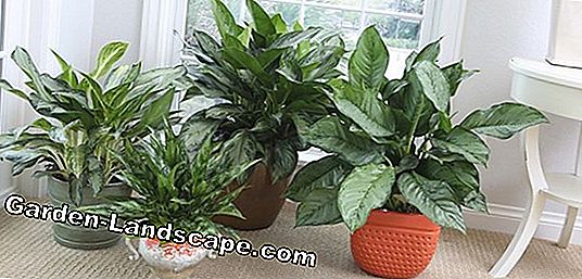 Fern as a houseplant - varieties and care tips
