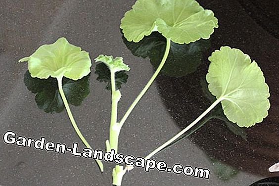 Geraniums, pelargonium - propagation by cuttings
