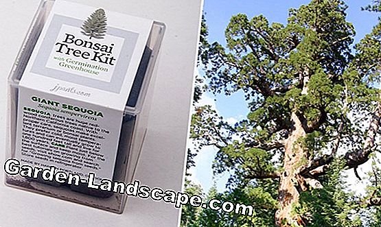 Giant sequoia, Sequoiadendron giganteum - care instructions