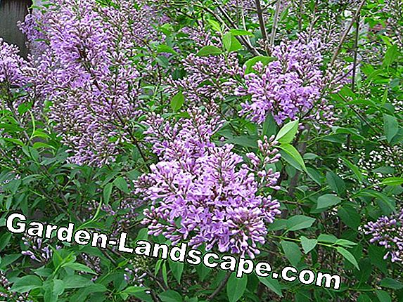 Indian Lilac: Plant, care & hibernate