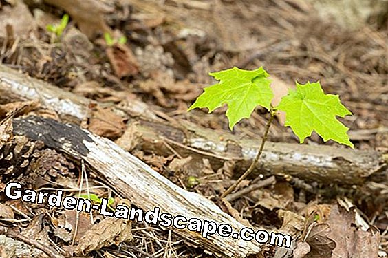 Norway maple - detecting and controlling diseases and pests
