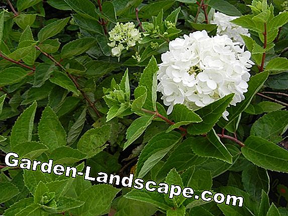 Farm Hydrangea, Hydrangea macrophylla - care and cutting