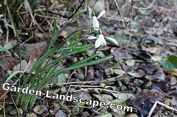 Snowdrops - Wanted poster, flowering time and plants