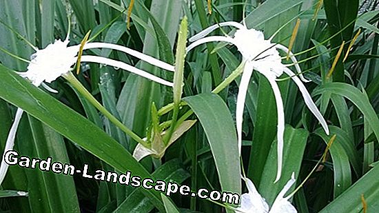 Spider lily (Hymenocallis) - care