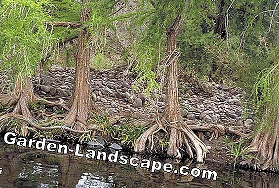 Bald cypress (Taxodium distichum) - care, cutting