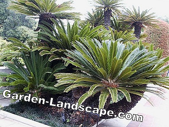 Washington palm - care, wintering