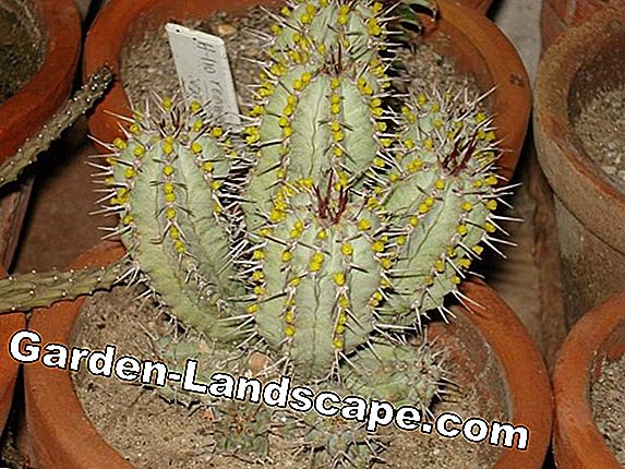 Western cactus, Euphorbia accuriensis - care and propagation