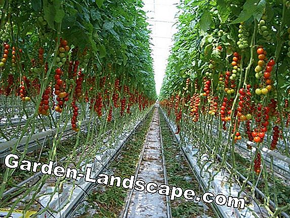 Balcony tomatoes - cultivation, plants and care