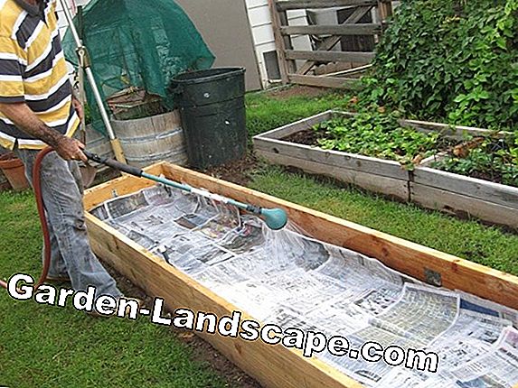 Instructions: Create a vegetable patch properly