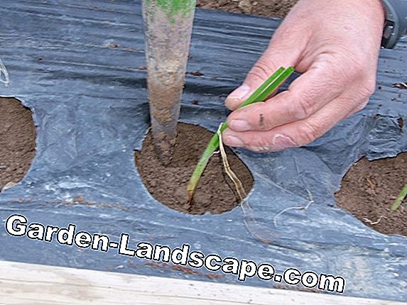 Plantando berro de jardín - Así es como se hace