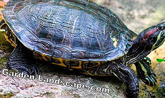 Mantenga las tortugas en el jardín: importantes consideraciones preliminares e instrucciones sobre cómo comportarse adecuadamente