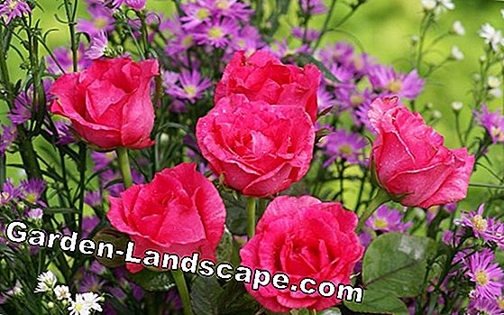 ¿Qué suelo para rosas? Consejos sobre las reclamaciones de suelo!