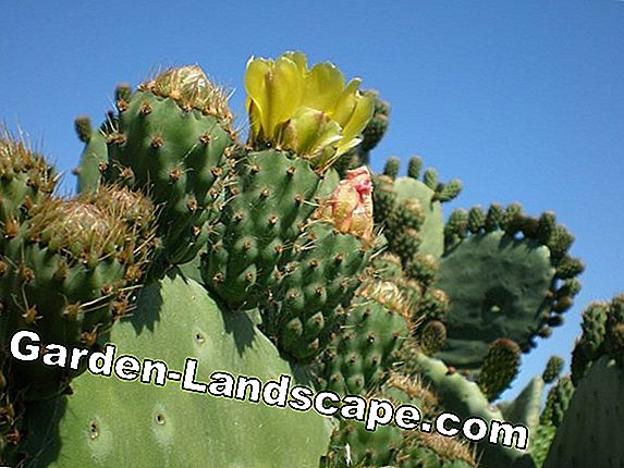 Cactus de nopal: Detecta y combate enfermedades y plagas