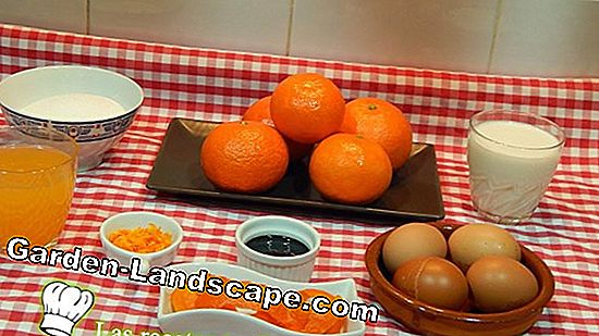 Mandarina o clementina? La diferencia